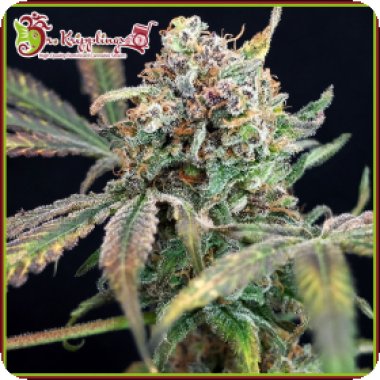 Dr Krippling Cannabis Seeds Bucks Purple Fizz