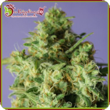 Dr Krippling Cannabis Seeds Bulk Smash Auto
