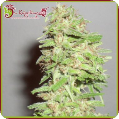 Dr Krippling Cannabis Seeds Dizzy Lights Auto
