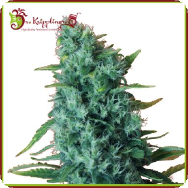 Dr Krippling Cannabis Seeds Gorilla Infested Gelato Auto Aka Ggg2