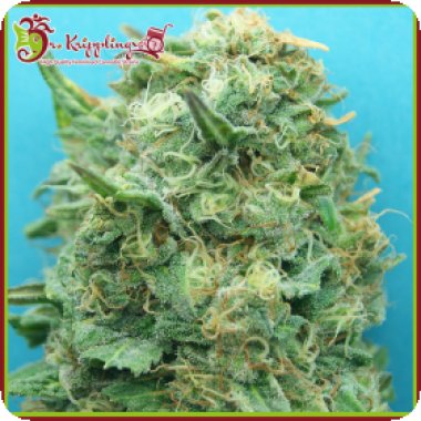 Dr Krippling Cannabis Seeds Grand Heft Auto