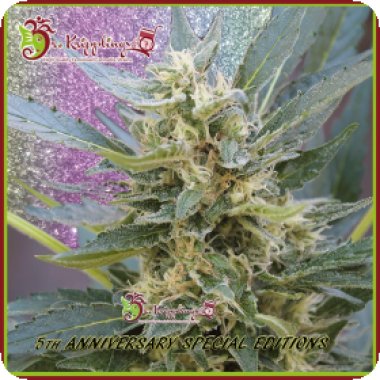 Dr Krippling Cannabis Seeds Jumping Jack Dash Auto