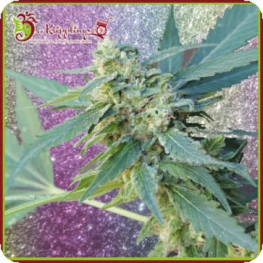Dr Krippling Cannabis Seeds Mango Bubble Cloud Auto