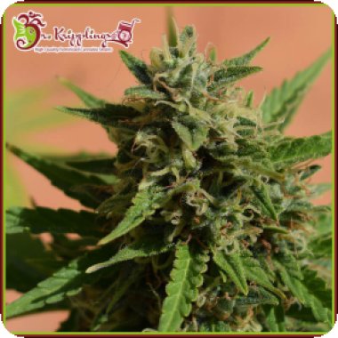 Dr Krippling Cannabis Seeds Mint Glace Xxl Auto