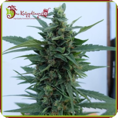 Dr Krippling Cannabis Seeds Og Kush Auto