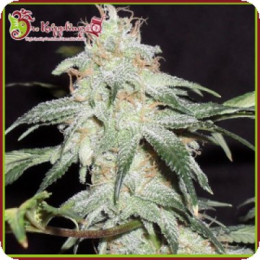 Dr Krippling Cannabis Seeds Pickled Diesel