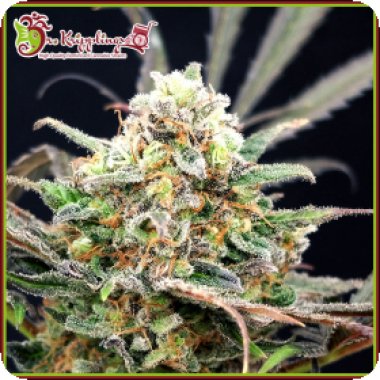 Dr Krippling Cannabis Seeds Separation Cake Auto