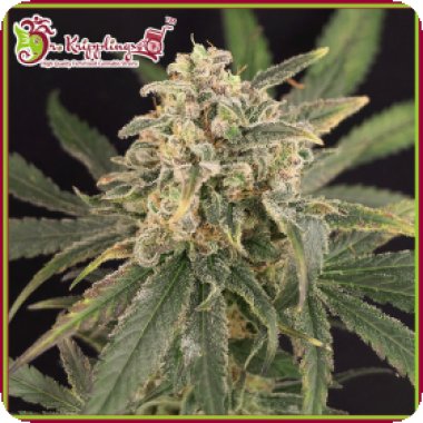 Dr Krippling Cannabis Seeds Sour Tang Kripple