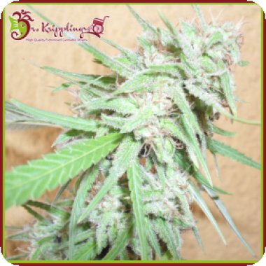 Dr Krippling Cannabis Seeds Spinning Buzz Kick