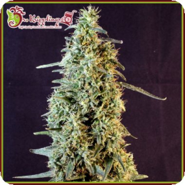 Dr Krippling Cannabis Seeds Strawberry Banana Whip Auto