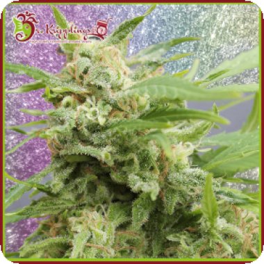Dr Krippling Cannabis Seeds Tease Auto