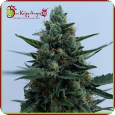Dr Krippling Cannabis Seeds White Rush Auto