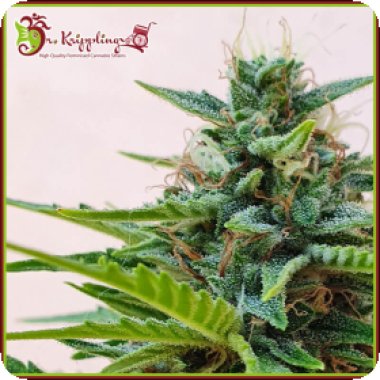 Dr Krippling Cannabis Seeds Zesty Zkittlez Auto