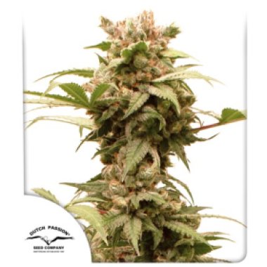 Dutch  Passion  Cannabis  Seeds  Auto  Cbg  Force