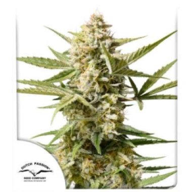Dutch  Passion  Cannabis  Seeds  Auto  Cinderella  Jack