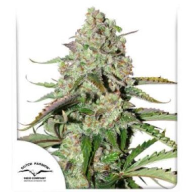Dutch  Passion  Cannabis  Seeds  Auto  Colorado  Cookies