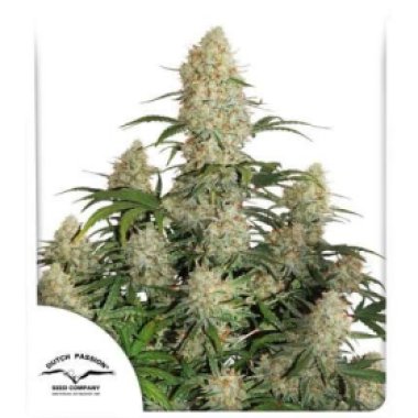 Dutch  Passion  Cannabis  Seeds  Auto  Critical  Orange  Punch