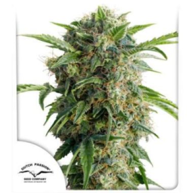 Dutch  Passion  Cannabis  Seeds  Auto  Daiquiri  Lime