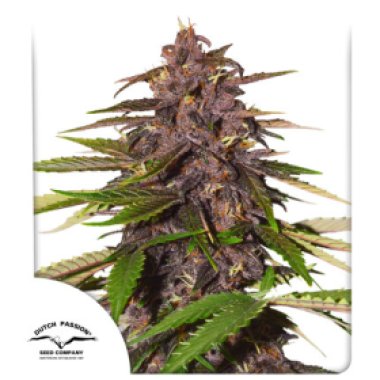 Dutch  Passion  Cannabis  Seeds  Auto  Forbidden  Cherry