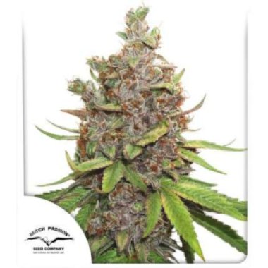 Dutch  Passion  Cannabis  Seeds  Auto  Glueberry  O  G