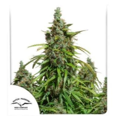 Dutch  Passion  Cannabis  Seeds  Auto  Mazar