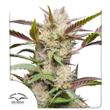 Dutch  Passion  Cannabis  Seeds  Auto  Mimosa  Punch