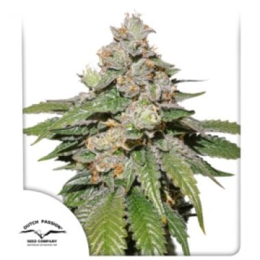 Dutch  Passion  Cannabis  Seeds  Auto  Mokum  S  Tulip