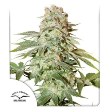 Dutch  Passion  Cannabis  Seeds  Auto  Power  Plant