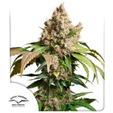 Dutch  Passion  Cannabis  Seeds  Auto  Red  Tropicana  Cookies