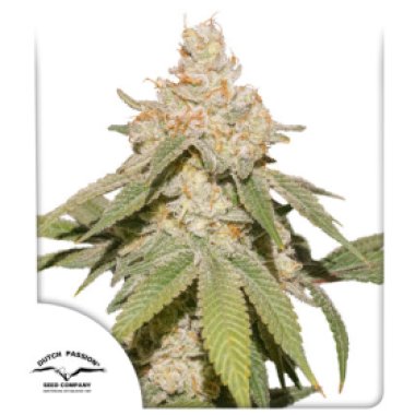Dutch  Passion  Cannabis  Seeds  Auto  Sfv  Og