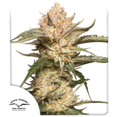 Dutch Passion Cannabis Seeds Auto Trichome And Cream