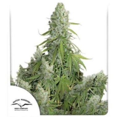 Dutch Passion Cannabis Seeds Auto Ultimate