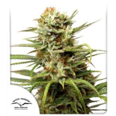 Dutch  Passion  Cannabis  Seeds  Auto  White  Widow