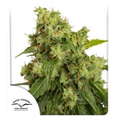 Dutch Passion Cannabis Seeds Auto Xtreme