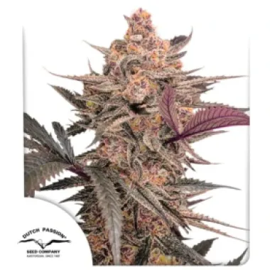 Dutch Passion Cannabis Seeds Blue Applez