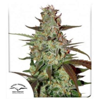 Dutch  Passion  Cannabis  Seeds  Blue  Auto  Mazar