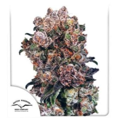 Dutch Passion Cannabis Seeds Blueberry