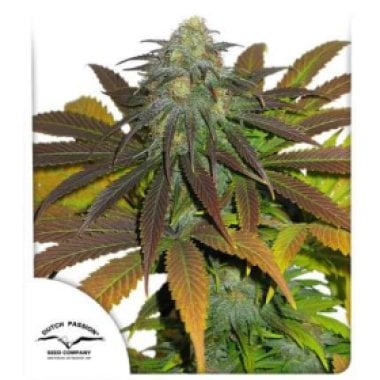 Dutch Passion Cannabis Seeds Californian Orange