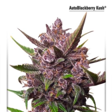 Dutch  Passion  Cannabis  Seeds  Cbd  Auto  Blackberry  Kush