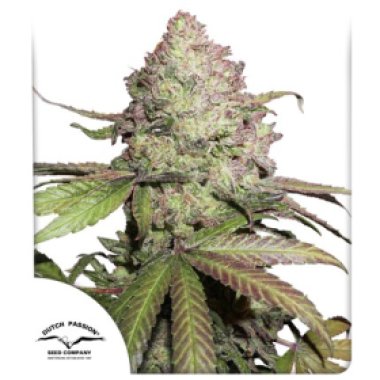Dutch  Passion  Cannabis  Seeds  Cbd  Auto  Charlotte  S  Angel