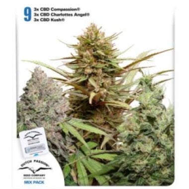 Dutch Passion Cannabis Seeds Cbd Rich Feminised Mix