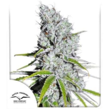 Dutch Passion Cannabis Seeds Cbd Skunk Haze