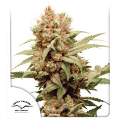 Dutch Passion Cannabis Seeds Cbg Force