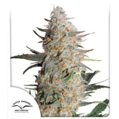 Dutch Passion Cannabis Seeds Critical Orange Punch