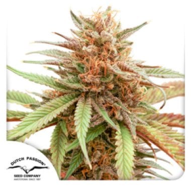 Dutch Passion Cannabis Seeds Durban Dew