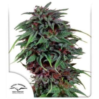 Dutch Passion Cannabis Seeds Durban Poison