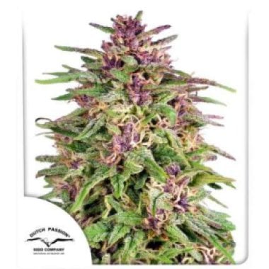 Dutch Passion Cannabis Seeds Frisian Dew