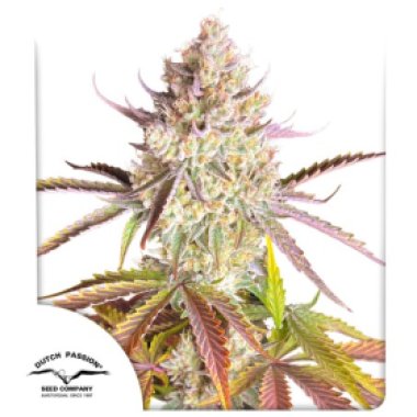Dutch Passion Cannabis Seeds Fruit Bomb Punch