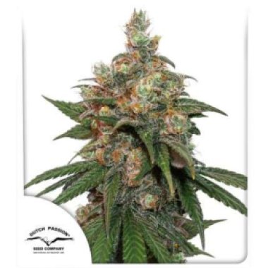 Dutch Passion Cannabis Seeds Hifi 4g