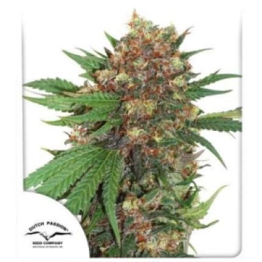 Dutch Passion Cannabis Seeds Master Kush